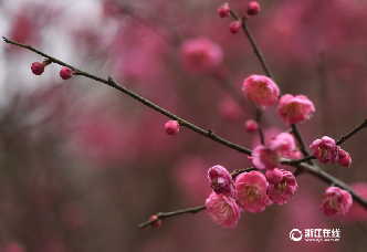 武義：寒梅綻放迎新春
