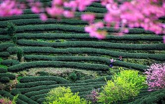 茶綠櫻紅惹人醉