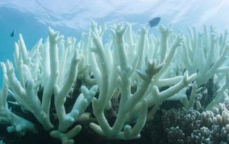 大堡礁珊瑚连续两年出现白化