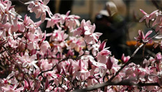 潭柘寺&ldquo;二喬玉蘭&rdquo;盛放 為北京增春色