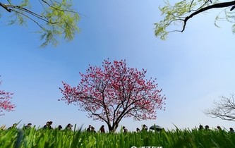 杭州：白堤桃花盛放引客來