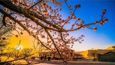 甘肅敦煌鳴沙山下杏花紅 遊客騎駱駝覓芳蹤