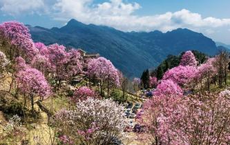 四川北川辛夷花漫山綻放 唯美景色惹人醉