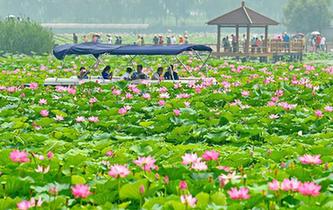 一淀芦苇一淀金&mdash;&mdash;雄安新区踏访记