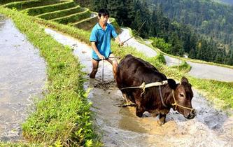 谷雨時節農事忙