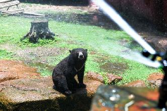 印度：熱浪中的動物