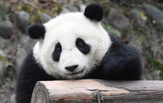 探訪“熊貓幼兒園”