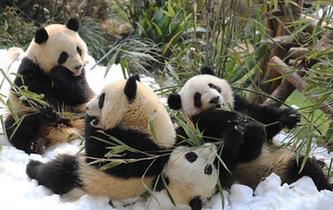 成都大熊猫宝宝雪地撒欢迎新春