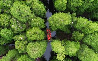 江蘇興化：“水上森林”畫中遊