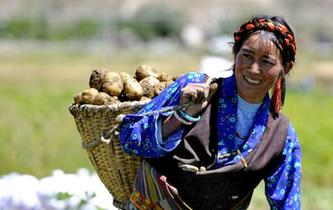 西藏日喀则土豆丰收