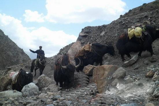 外国军机曾低空驱赶中国牧民 牛羊惊得满山疯跑