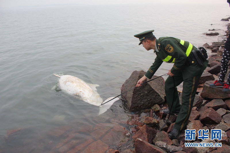 福建溪东边防派出所妥善处置1头中华白海豚浮