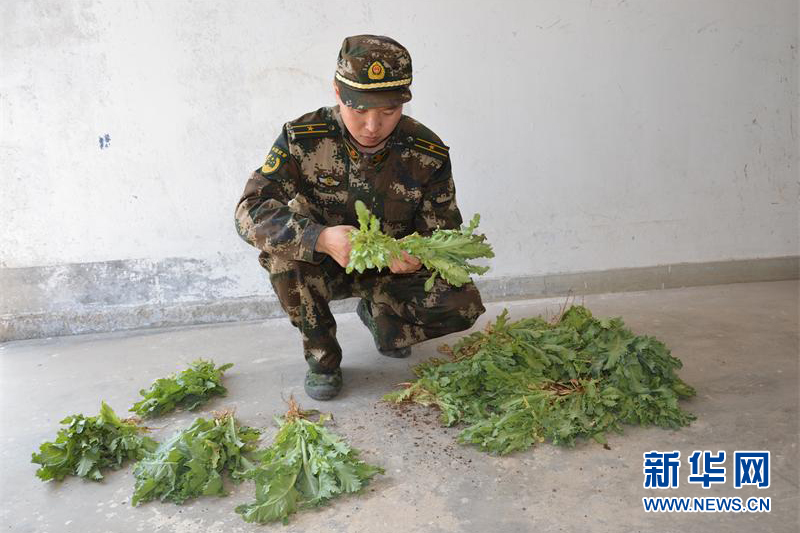 烟台山后初家边防派出所民警走访过程中铲除罂