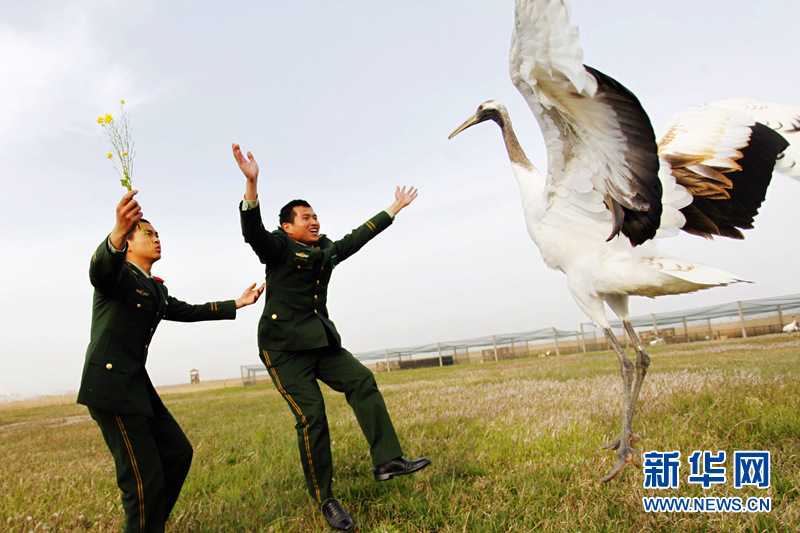 江苏盐城边防支队官兵与鹤共舞 守护丹顶鹤保
