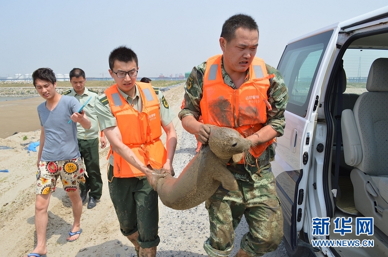 江苏盐城大丰港边防民警紧急救助搁浅斑海豹