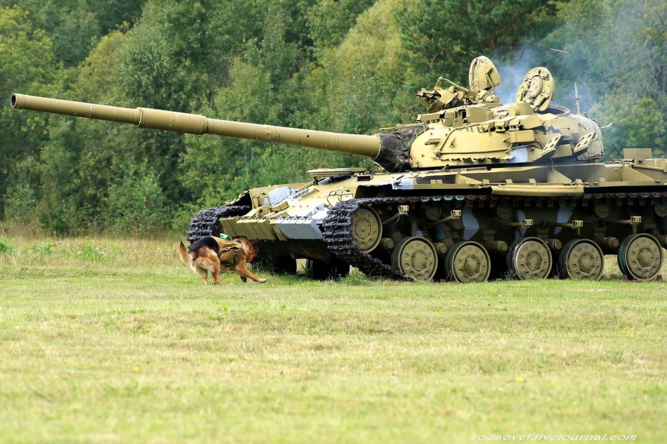 爱狗人士噩梦！俄军犬被训练自杀性炸坦克