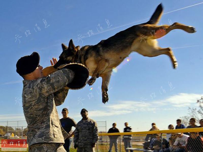 汪星人从军记：同进退的好战友