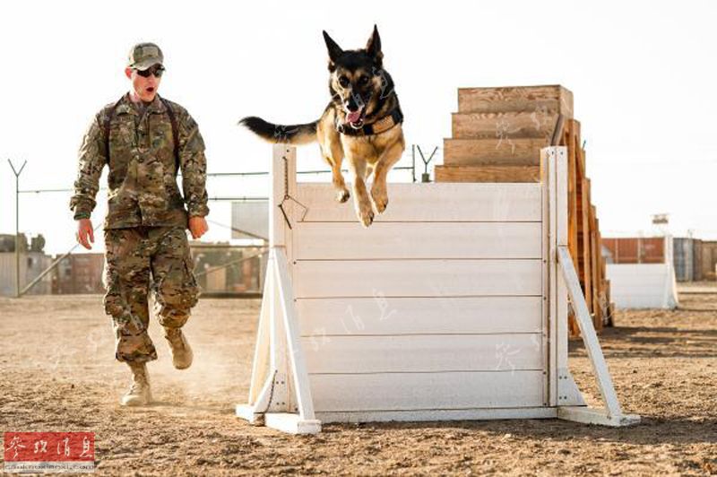 汪星人从军记：同进退的好战友