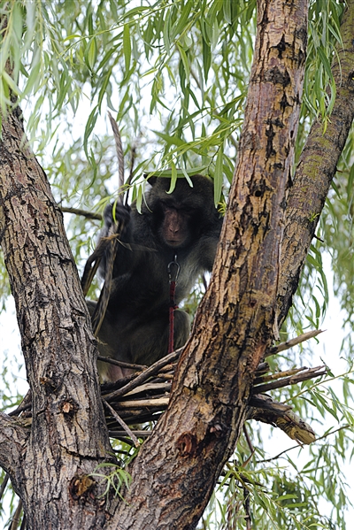 空军某场站，驱鸟队的猕猴在树上拆鸟窝以避免飞鸟影响飞行安全。王善君 摄