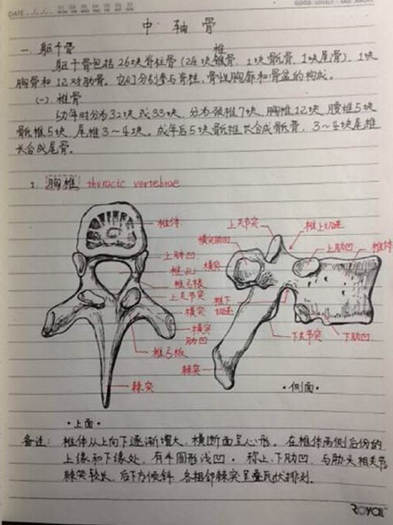 看看军校学霸手绘骨骼图 医学系绘画系傻傻分