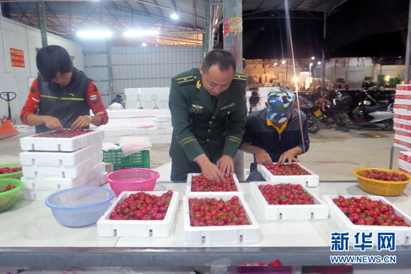圣女果不剩--海南光坡边防服务驻地果农侧记