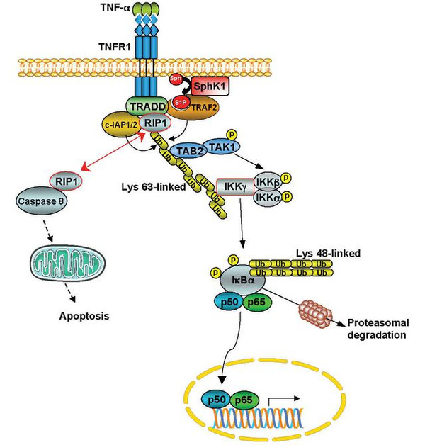 军医科普:老年人肺炎的注意事项和治疗