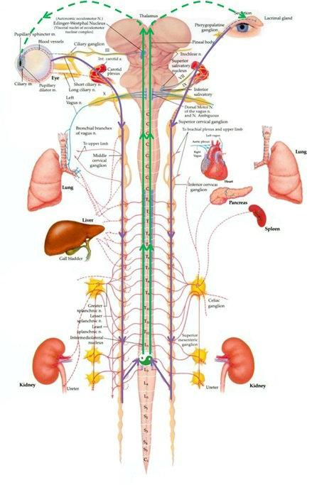 军医科普:脊髓及椎管纵裂