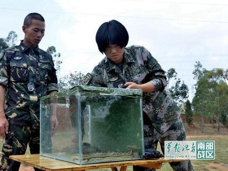 解放军女子特种兵亮相沙场 徒手抓蛇生吃虫(图)
