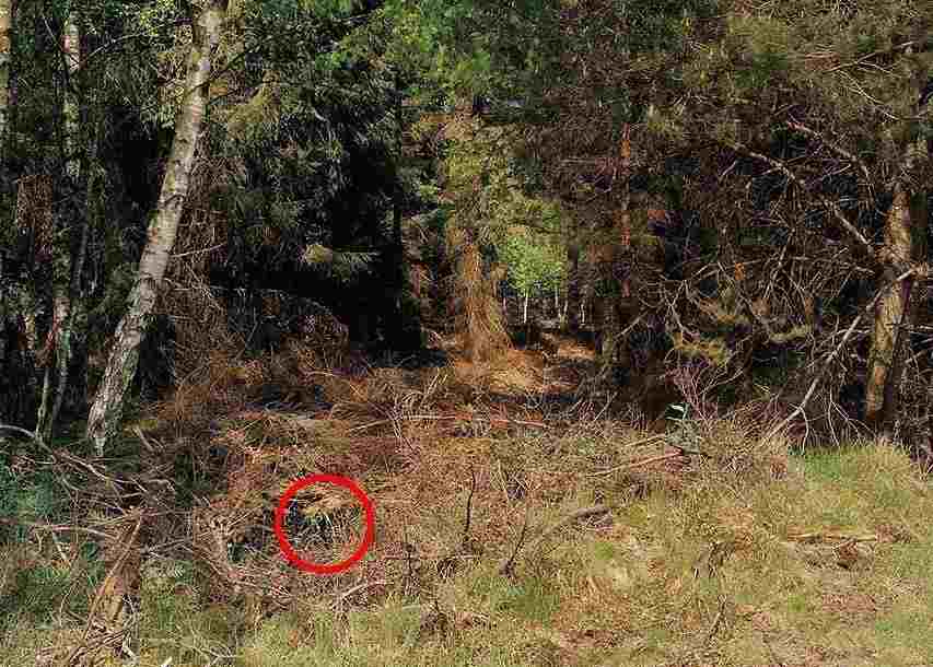 德国狙击手隐藏力惊人 据说99%的人找不到