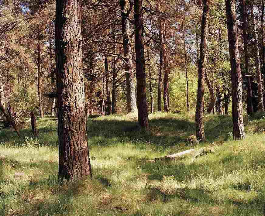 德国狙击手隐藏力惊人 据说99%的人找不到