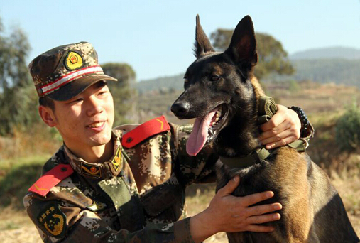 军犬:最亲密的战友