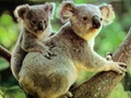 澳大利亚对将近七百只考拉执行安乐死