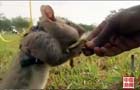 柬埔寨引进非洲巨鼠扫雷