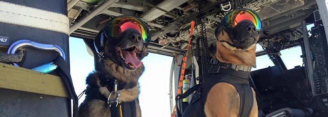 美国警犬带墨镜耳套又帅又萌