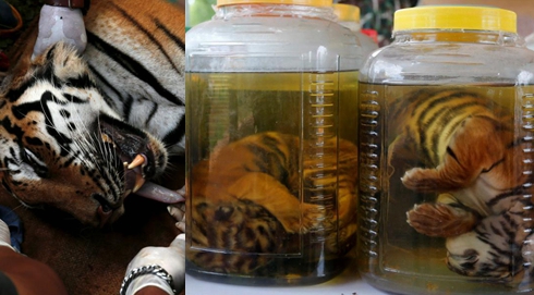 泰国警方接手&ldquo;虎庙&rdquo;调查 小虎仔被泡在瓶中