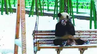 初见大雪 大熊猫竟然激动地满地打滚
