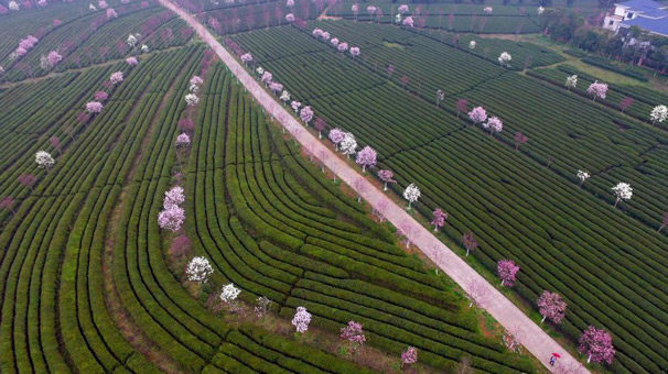 航拍江西南昌万亩茶园 十里玉兰报春来