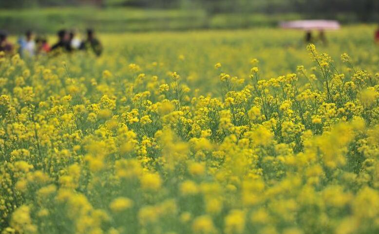 云南安宁油菜花海引市民踏青赏花
