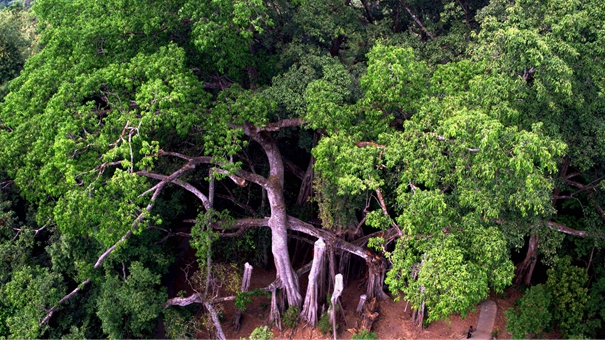 云南盈江的&ldquo;独树成林&rdquo;奇观