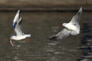 海河&ldquo;精灵&rdquo;