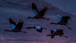 新华社重磅文章:鲲鹏展翅九万里