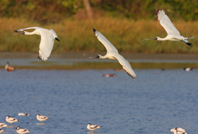 江苏盐城边防护卫珍惜物种黑脸琵鹭