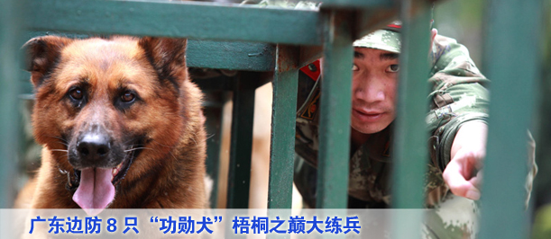 8只&ldquo;功勋犬&rdquo;梧桐之巅大练兵