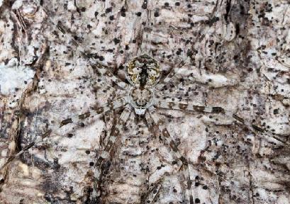 自然界以假乱真的&ldquo;骗术&rdquo;