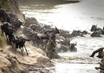肯尼亚角马过河瞬间成鳄鱼美餐【高清组图】