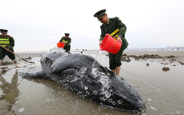 江蘇啟東：擱淺座頭鯨成功返回大海
