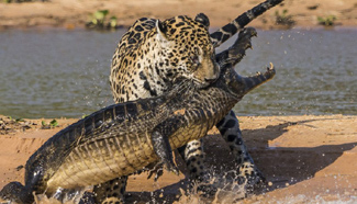 Leopard hunts crocodile