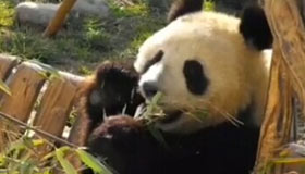 Treatment underway for pandas in north China