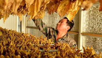China to lift price control on tobacco leaves