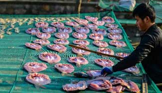 Harvest time of fish starts in E. China's Zhejiang